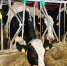 МТФ «Ялтау» готовится к старту строительных работ второй очереди - Лениногорский район